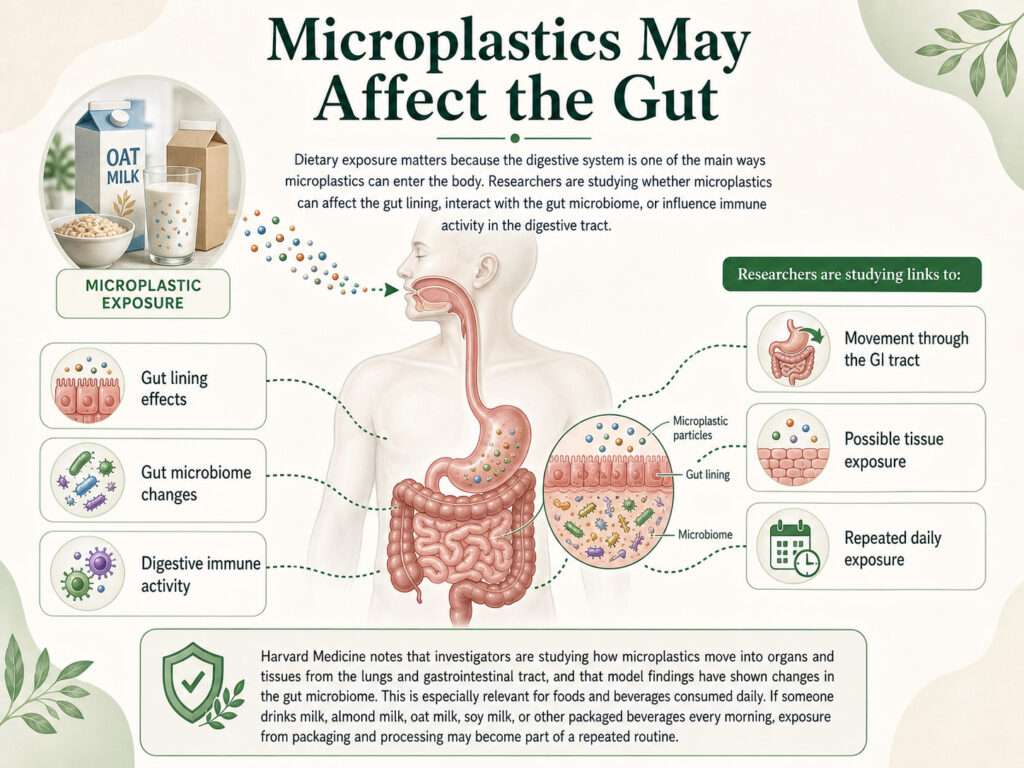 Infographic showing microplastic particles entering the digestive tract and interacting with the gut lining, gut microbiome, and digestive immune activity.